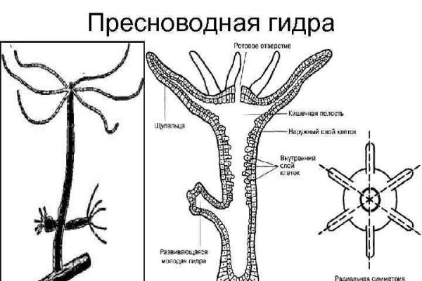 Kraken ссылка tg